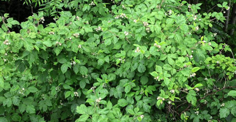 Blackberry plant (featured image)