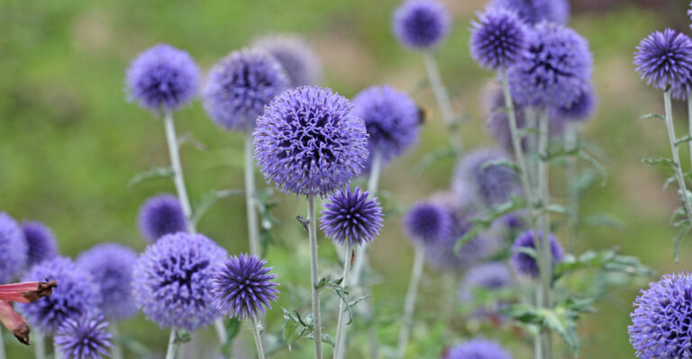 Plants For Oregon Gravel Gardens That Do Not Flop Over After Rain