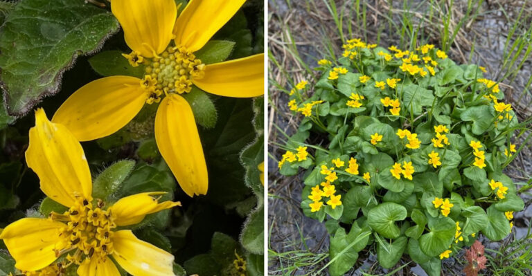 The Native North Carolina Plant That Turns A Forgotten Side Gate Corner Into A Pollinator Patch