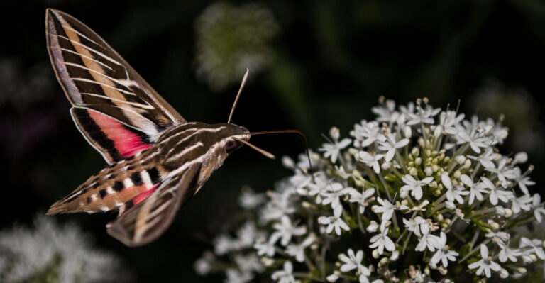 White-Lined Sphinx Moth (featured image)