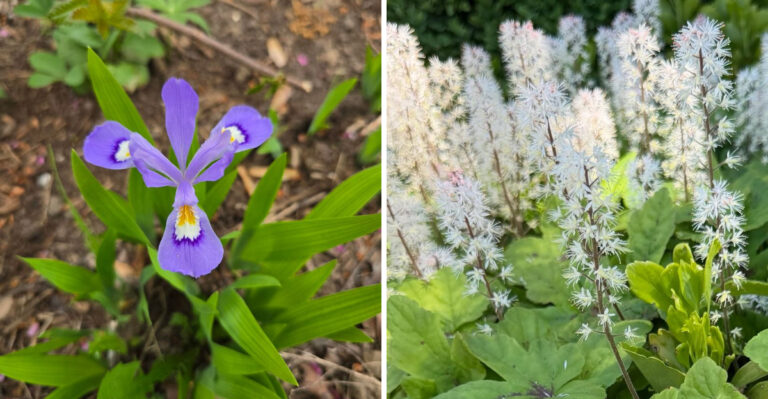 North Carolina Border Plants That Keep Beds Tidy Without Mulch Rings Or Edging