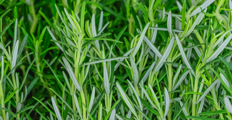 The Fragrant Plant Montana Garden Designers Can’t Stop Talking About