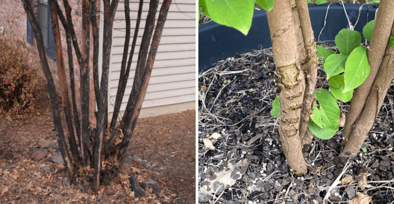 Georgia Homeowners Should Check Crape Myrtles For This Problem In September