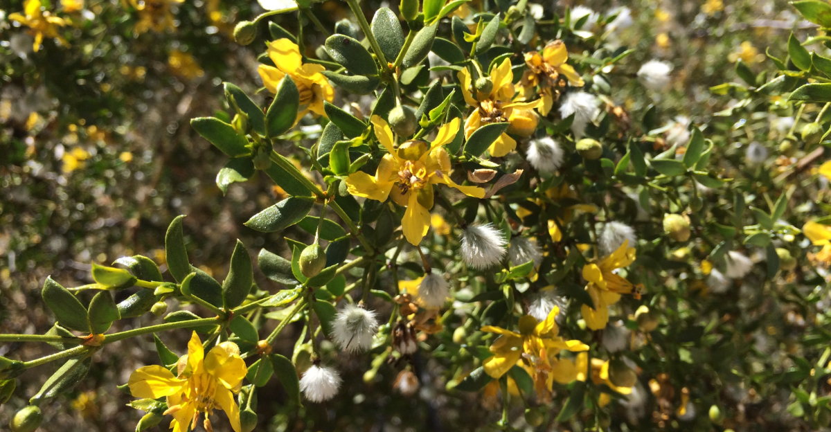 creosote bush (featured image)