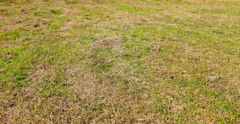 What It Means When Your Georgia Lawn Turns Brown Overnight This August