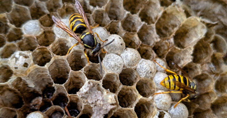 Why Indiana Yellow Jackets Turn Most Aggressive In Early August, And What Actually Works