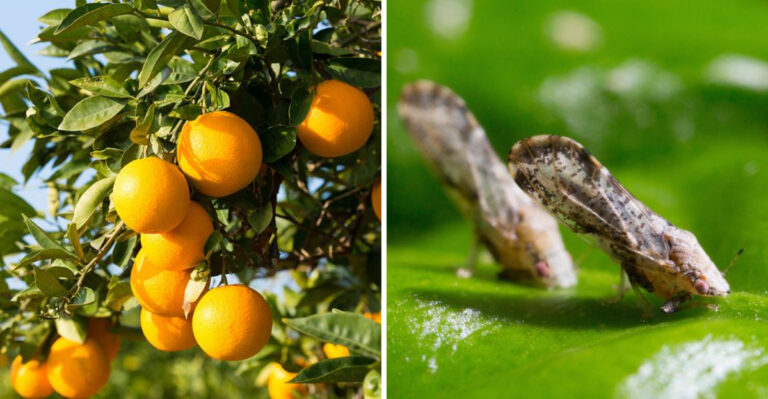 Why Some California Gardeners Are Ripping Out Citrus Trees On Purpose