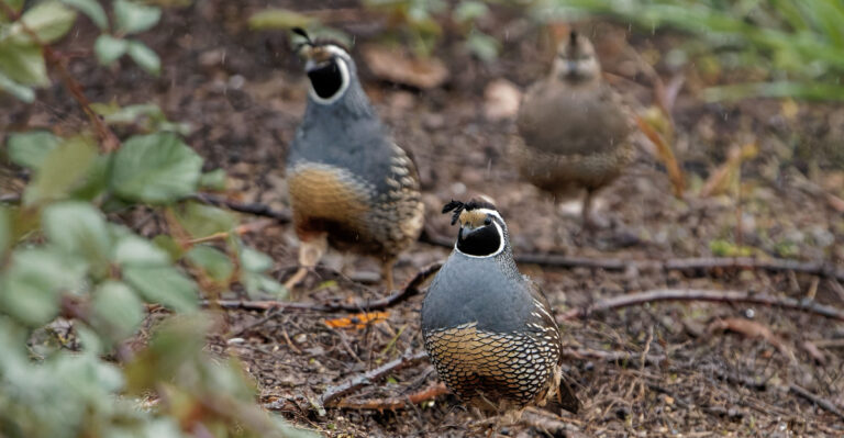 Why California Quail Are Suddenly Nesting In Backyard Gardens This Summer