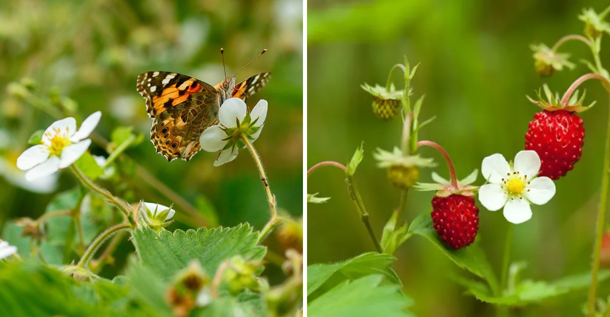 wild strawberry