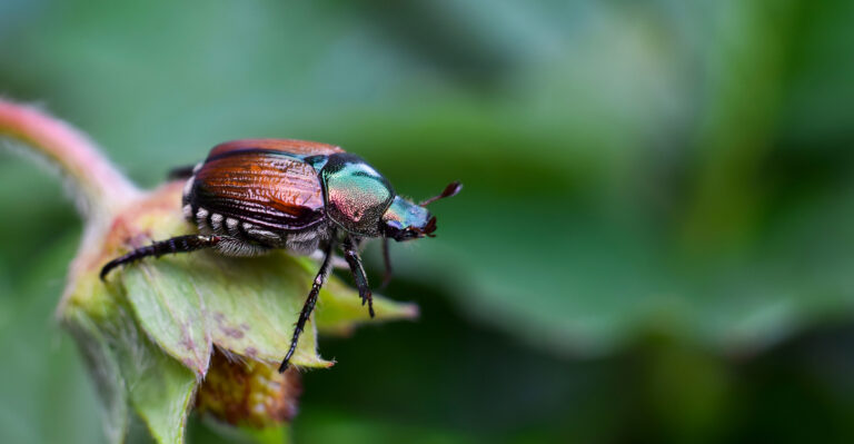 This Is How To Get Japanese Beetles Out Of Your Ohio Roses For Good