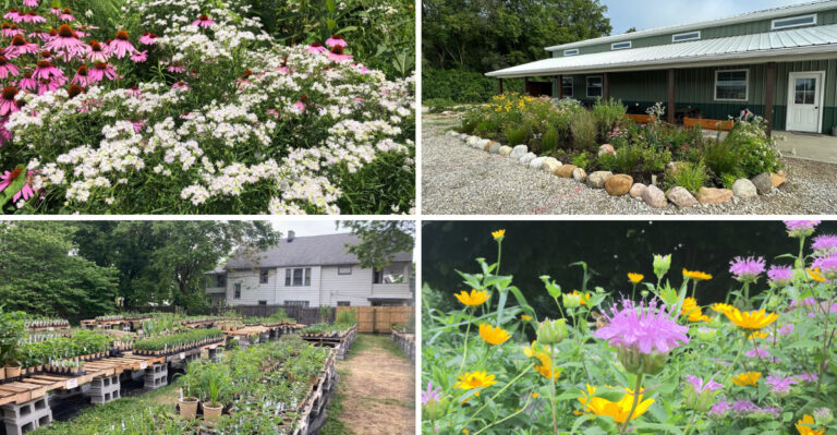 Ohio Nurseries That Carry Native Wildflower Seed Mixes Most Stores Don’t