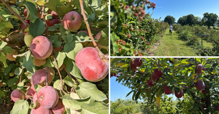The Best Missouri Apple Orchards To Visit Before Peak Season