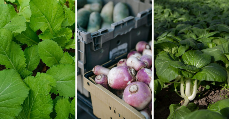 Plant These 8 Crops In Montana Now For A Fall Harvest