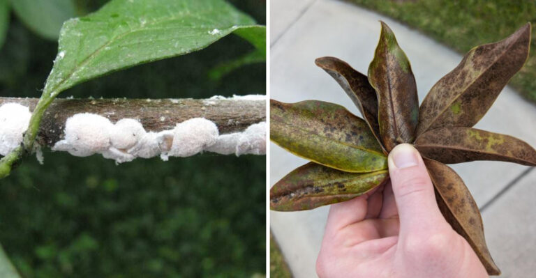 What Magnolia Scale Looks Like On Michigan Trees Before Branches Start Looking Sticky