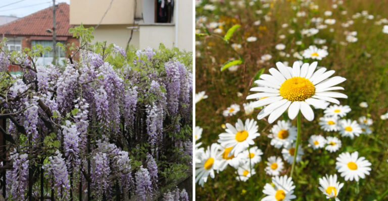 8 Flowers To Avoid Planting In Your Virginia Garden