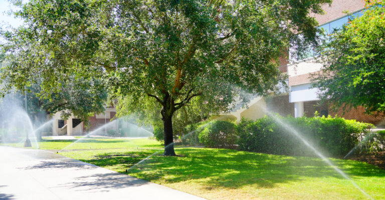 How To Deep-Water California Shade Trees Before The 100-Degree Heat Hits