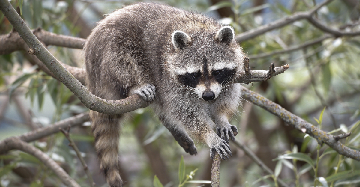 Raccoons (featured image)