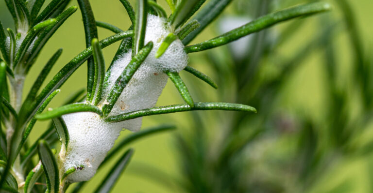 The Strange Foam Showing Up On California Plants Has Something Living Inside It