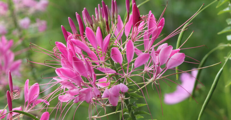 cleome flower