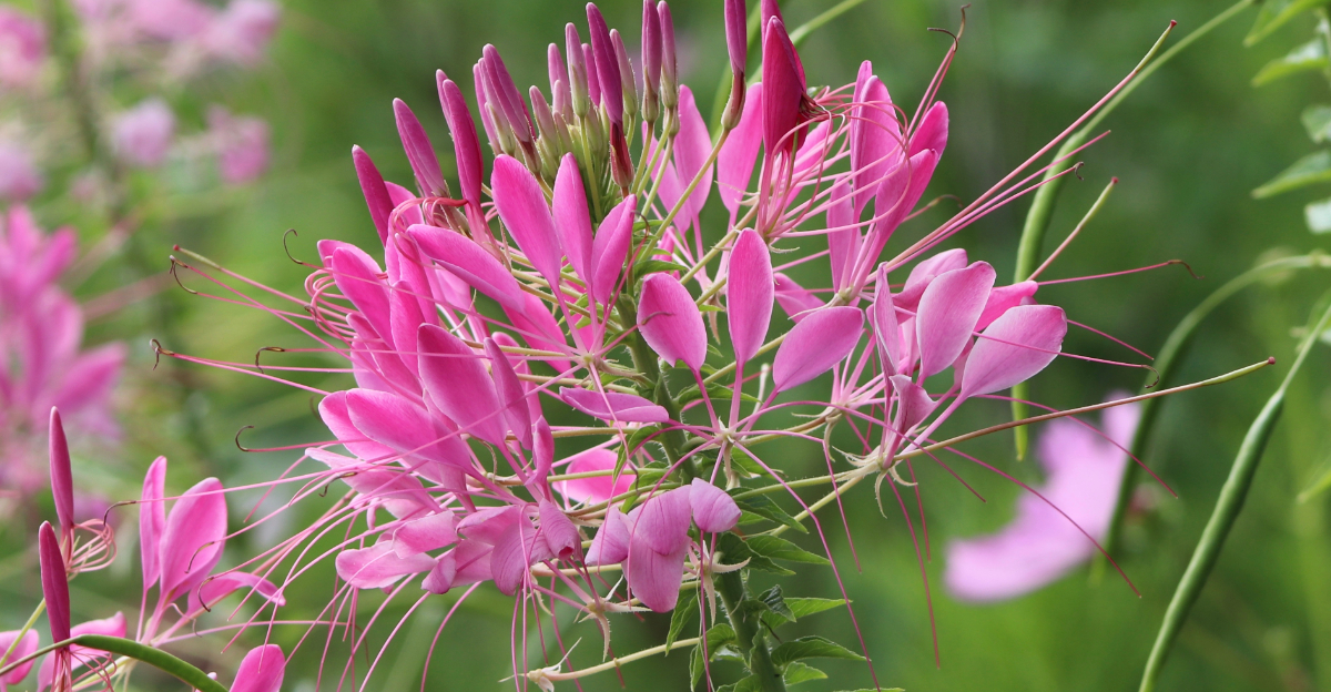 cleome flower