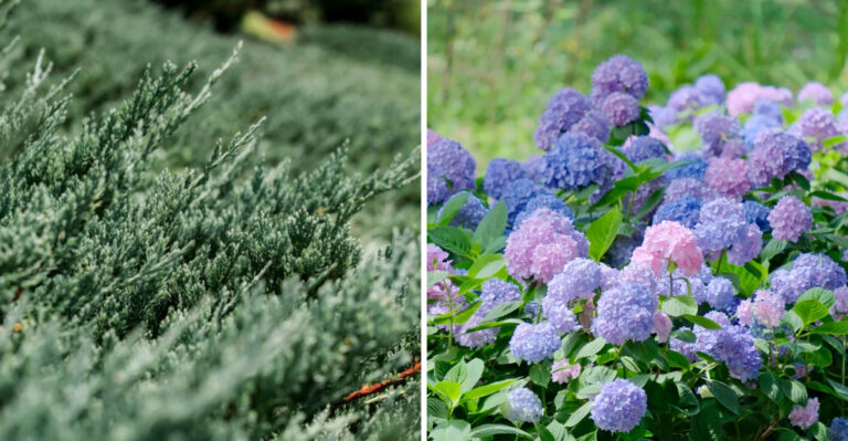 The Low-Maintenance Shrubs Wisconsin Homeowners Are Choosing Over Boxwoods