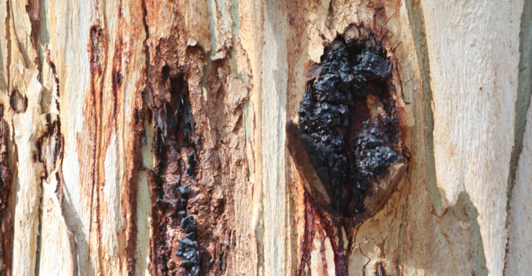 This Sticky Black Substance Dripping From Your Virginia Trees Deserves Attention