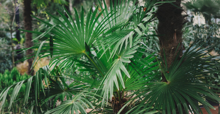 Sabal palm