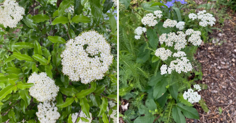 The Native North Carolina Shrub That Screens Trash Cans Without Turning Into A Maintenance Project