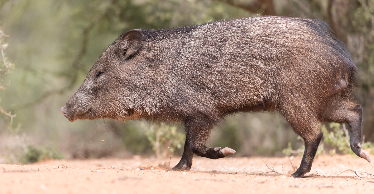 Javelinas (featured image)