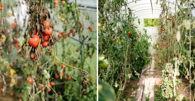 This Is Why Tomato Plants Across Virginia Are Drooping More Than Usual