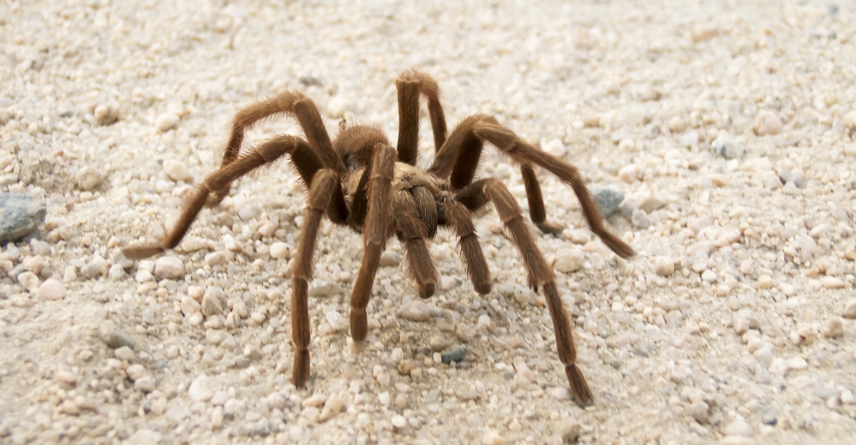 Tarantula (featured image)