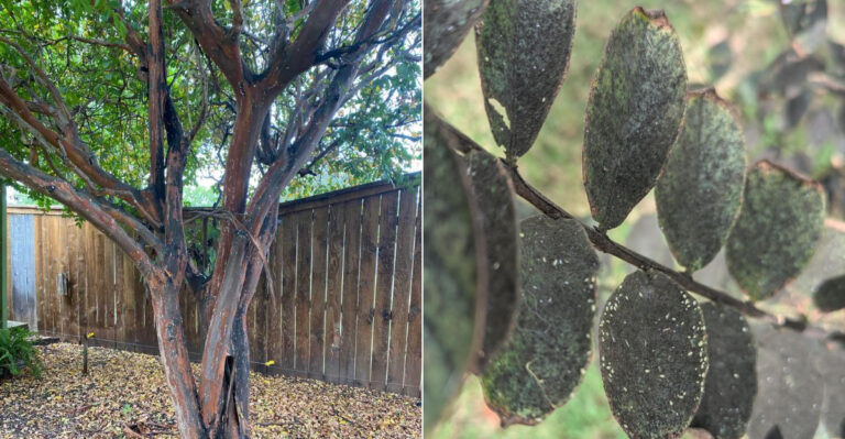Why California Crape Myrtles Get A Sticky Black Coating By Late Summer