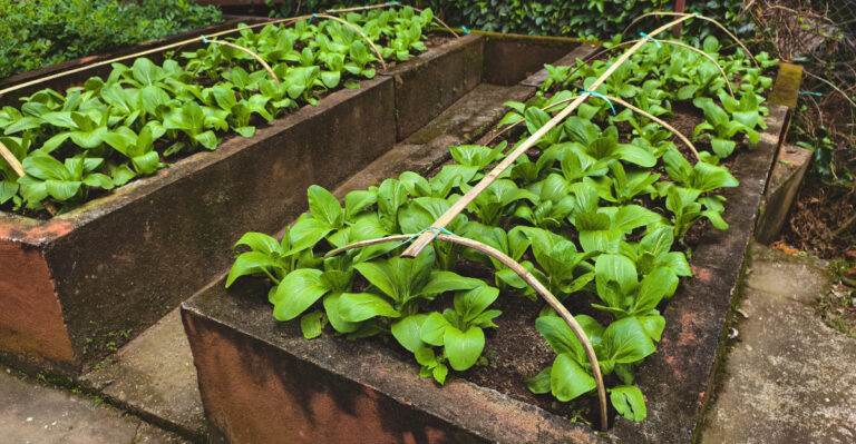 Vegetables (featured image)