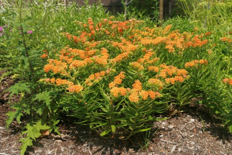 The Native North Carolina Perennial Built For The Baking Hot Strip Against A South-Facing Foundation