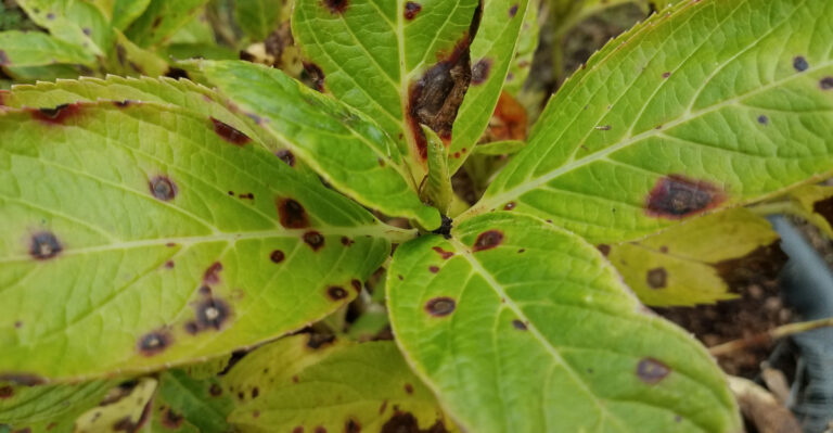 Why Brown Spots Are Spreading On Hydrangea Leaves Across New Jersey This Season