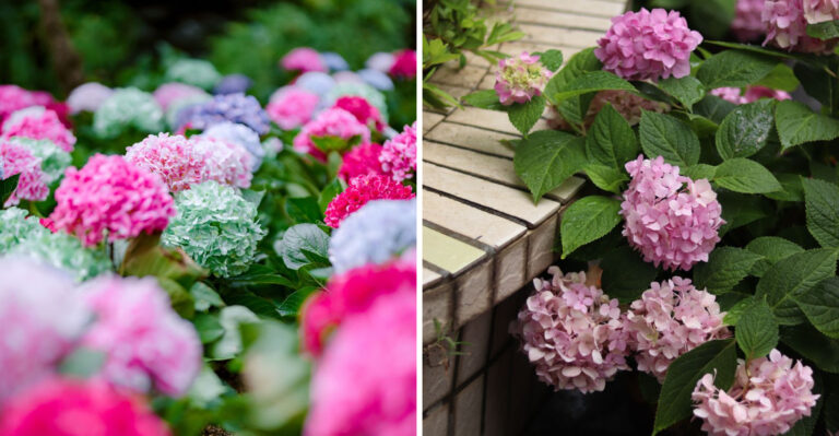 Where To Plant Hydrangeas In Indiana So They Thrive Near Your Home