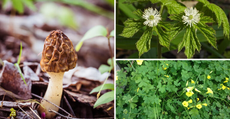 These 7 Missouri Wild Edibles Must Be Left Alone On State Lands