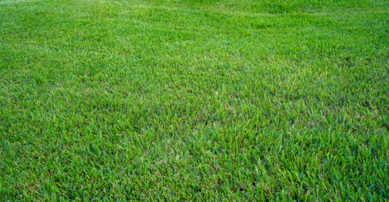 Plant This Native Louisiana Grass Around Play Areas To Control Fire Ants