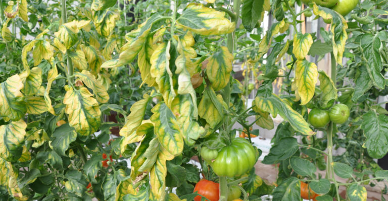 This Feeding Mistake Leaves Tomatoes Stunted And Pale, Here’s The Fix