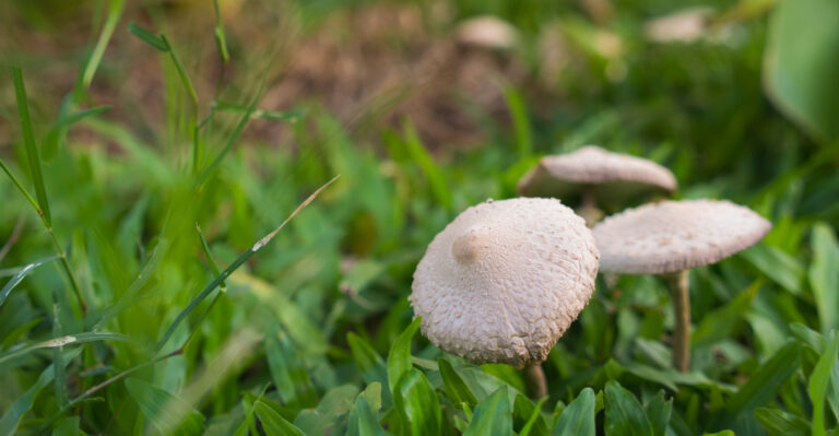 What Those Overnight Mushrooms In Your Virginia Lawn Really Mean