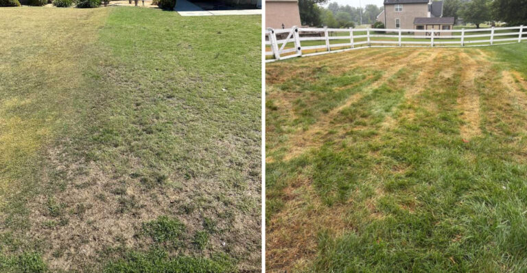 What It Means When Patches Of Your Georgia Lawn Suddenly Turn Straw-Brown