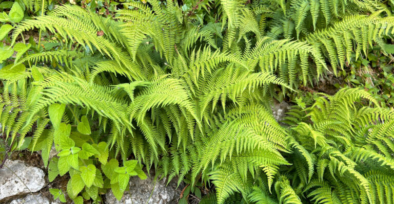 lady fern