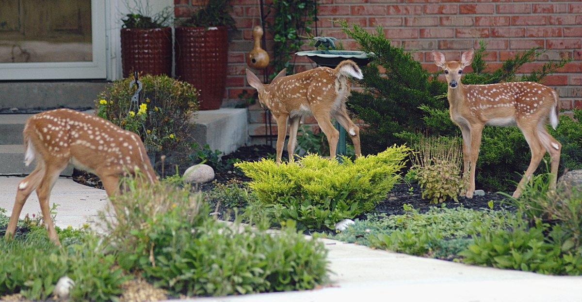 deer in yard