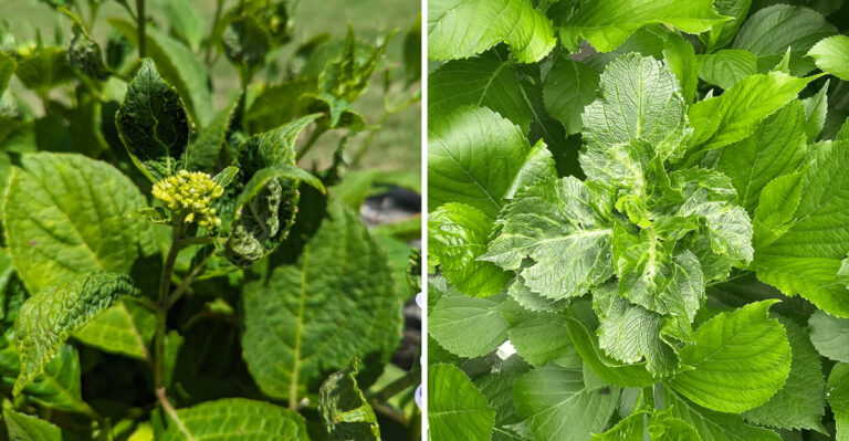 9 Reasons Your Hydrangea Leaves Are Curling In August