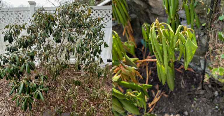 Why Do Oregon Rhododendron Leaves Droop During A Hot Dry Spell?