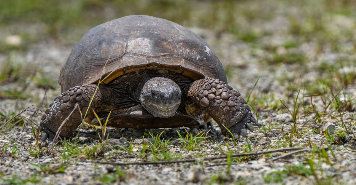 Gopher Tortoise (featured image)