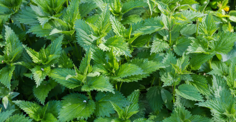 stinging nettle