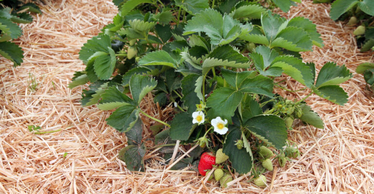 Strawberry Plants (featured image)