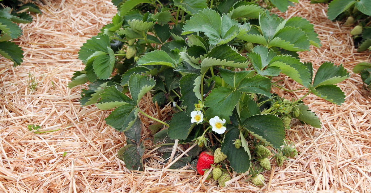 Strawberry Plants (featured image)