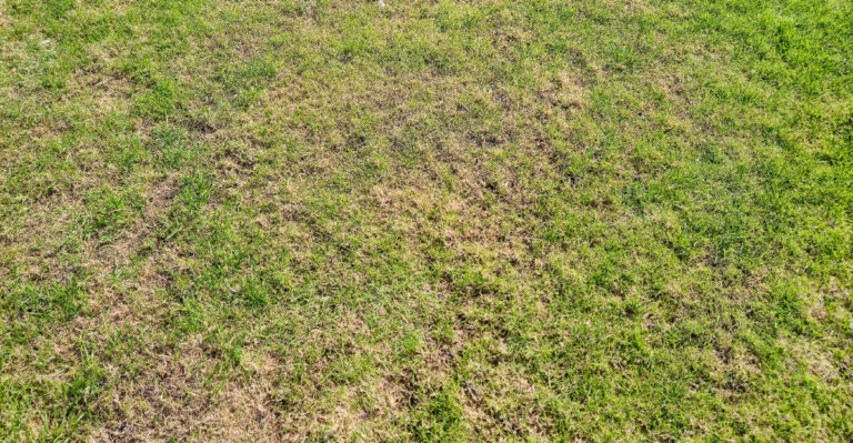 lawn (featured image)